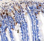 KLF4 Antibody Mouse Colon IHC. Immunohistochemical staining of FFPE mouse colon tissue using KLF4 antibody. Heat-induced epitope retrieval was performed in pH 8.0 EDTA buffer before incubation with KLF4 antibody at 2 ug/ml. An HRP-conjugated secondary antibody with DAB chromogen was used for visualization. Strong nuclear staining is observed in epithelial cells within the colonic crypts, with the highest immunoreactivity in differentiated luminal epithelial cells, consistent with the established role of KLF4 in epithelial differentiation and intestinal homeostasis. This KLF4 Antibody, also called Stem Cell Transcription Factor Antibody, is suitable for studies of pluripotency, cellular reprogramming, epithelial differentiation, transcriptional regulation, and cancer biology.