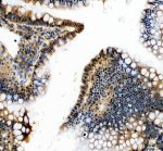KLF4 Antibody Rat Colon IHC. Immunohistochemical staining of FFPE rat colon tissue using KLF4 antibody. Heat-induced epitope retrieval was performed in pH 8.0 EDTA buffer before incubation with KLF4 antibody at 2 ug/ml. An HRP-conjugated secondary antibody with DAB chromogen was used for visualization. Prominent nuclear staining is observed in epithelial cells lining the colonic mucosa, with strongest immunoreactivity in differentiated luminal epithelial cells, consistent with the established role of KLF4 in epithelial differentiation and intestinal homeostasis. This KLF4 Antibody, also called Stem Cell Transcription Factor Antibody, is suitable for studies of pluripotency, cellular reprogramming, epithelial differentiation, transcriptional regulation, and cancer biology.