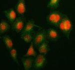 KIN17 Antibody Human A549 Cell IF. Immunofluorescent staining of A549 cells using KIN17 Antibody / DNA and RNA Binding Protein Antibody (red) together with Alpha Tubulin (green). Enzymatic antigen retrieval was performed for 15 minutes before incubation with KIN17 Antibody at 5 ug/ml and an Alpha Tubulin antibody overnight, followed by Fluoro594- and Fluoro488-conjugated secondary antibodies. KIN17 displays predominantly nuclear staining with weaker cytoplasmic labeling, consistent with its established roles in DNA replication, DNA repair, RNA processing, and maintenance of genome stability. This KIN17 Antibody, also called DNA and RNA Binding Protein Antibody, is suitable for studies of replication stress, chromatin-associated protein complexes, and cancer-associated DNA damage responses.