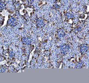 IHC staining of FFPE mouse kidney tissue with Annexin V antibody, HRP-labeled secondary and DAB substrate. HIER: boil tissue sections in pH8 EDTA for 20 min and allow to cool before testing.
