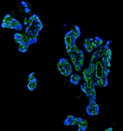 CD34 Antibody for IF. Immunofluorescence analysis of CD34 expression in FFPE human placenta using a CD34 Immunofluorescence Antibody shows strong membranous green staining in vascular endothelial cells outlining dense capillary networks within placental villi, while DAPI (blue) marks nuclei. The fluorescence signal highlights continuous endothelial lining and microvascular architecture, supporting visualization of placental vascular organization and endothelial cell localization. HIER: boil tissue sections in pH8 EDTA for 20 min and allow to cool before testing.