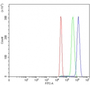 MPO Antibody for FACS / Myeloperoxidase Flow Cytometry Antibody. Flow cytometry analysis of human HL60 cells using MPO Antibody for FACS at 1 ug per million cells following blocking with goat serum. A clear rightward fluorescence shift (blue) relative to the isotype control (green) and unstained cells (red) demonstrates specific detection of Myeloperoxidase / MPO-positive cells by flow cytometry.