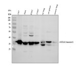 Annexin A1 Antibody Human, Monkey, Rat and Mouse WB. Western blot analysis of Annexin A1 was performed using human U87, HeLa and K562 cells, monkey COS7 cells, rat lung and spleen, and mouse lung lysates. Lane 1: U87; Lane 2: HeLa; Lane 3: K562; Lane 4: COS7; Lane 5: rat lung; Lane 6: rat spleen; Lane 7: mouse lung. Samples were loaded at 30 ug per lane, and the rabbit polyclonal Annexin A1 Antibody was used at 0.5 ug/ml overnight at 4oC. A prominent Annexin A1 band is detected at approximately 36 kDa, near the predicted molecular weight of approximately 39 kDa, demonstrating ANXA1 detection across human, monkey, rat and mouse samples.