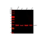 Annexin A1 Antibody Human and Monkey Cell WB. Western blot analysis of Annexin A1 was performed using human U-87 MG, HeLa and K562 cell lysates and monkey COS-7 cell lysate. Lane 1: U-87 MG; Lane 2: HeLa; Lane 3: K562; Lane 4: COS-7. Samples were loaded at 30 ug per lane, and the rabbit polyclonal Annexin A1 Antibody was used at 0.5 ug/ml overnight at 4oC, followed by DyLight 647-conjugated secondary antibody detection. A prominent band is detected at approximately 35 kDa in all four cell lysates, near the predicted molecular weight of approximately 39 kDa, demonstrating ANXA1 detection in human and monkey cells.