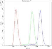 Flow cytometry testing of human SiHa cells with ATF1 antibody at 1ug/million cells (blocked with goat sera); Red=cells alone, Green=isotype control, Blue= ATF1 antibody.