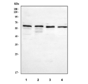 Western blot analysis using Perforin antibody. Lane 1: human HepG2 whole cell lysates; Lane 2: human HEL whole cell lysates; Lane 3: human Daudi whole cell lysates; Lane 4: human HUH7 whole cell lysates. The predicted molecular weight of Perforin (PRF1) is ~61 kDa, and a band is observed at the expected size.