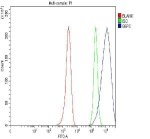 G6PD Antibody Human MCF-7 FACS. Flow cytometry analysis of fixed and permeabilized MCF-7 human breast cancer cells stained with G6PD Antibody at 1 ug/10^6 cells, followed by a Fluoro488-conjugated secondary antibody. The blue histogram (G6PD) exhibits a clear rightward shift relative to the rabbit IgG isotype control (green) and unstained cells (red), demonstrating specific intracellular detection of endogenous G6PD. These results support the use of G6PD Antibody, a Pentose Phosphate Pathway Enzyme Antibody, for analyzing G6PD expression and cellular metabolic activity by flow cytometry.