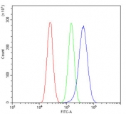Flow cytometry testing of human U-87 MG cells with IP3R antibody at 1ug/million cells (blocked with goat sera); Red=cells alone, Green=isotype control, Blue= IP3R antibody.