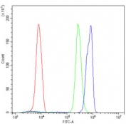 MCM7 Antibody U937 Cells FACS. Flow cytometry testing of human U937 cells with MCM7 antibody at 1ug/million cells (blocked with goat sera); Red=cells alone, Green=isotype control, Blue= MCM7 antibody.