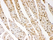 Dystrophin Antibody Rat Heart Immunohistochemistry. IHC-P: Dystrophin antibody testing of rat heart tissue.