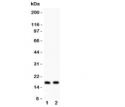 ANP Antibody Mouse Rat Heart WB. Western blot testing of ANP antibody and Lane 1:  rat heart;  2: mouse heart lysate. Predicted molecular weight ~17kDa.