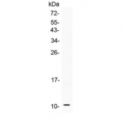 Western blot testing of 0.5ng/lane of human recombinant protein with NPY antibody. Predicted molecular weight ~11 kDa.