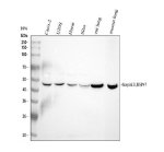 HSP47 Antibody Human and Rodent Lung WB. Western blot analysis was performed using HSP47 Antibody on lane 1: human Caco-2, lane 2: human U2OS, lane 3: human HaCaT, lane 4: human SiHa, lane 5: rat lung, and lane 6: mouse lung lysates. A distinct band is detected at approximately 46 kDa in each sample, matching the predicted molecular weight of HSP47 (SERPINH1). The strong signal observed in both rat and mouse lung tissues is consistent with the abundant collagen synthesis occurring within pulmonary tissue. This HSP47 Antibody, a Collagen Chaperone Antibody, is well suited for Western blot studies of collagen biosynthesis, endoplasmic reticulum function, extracellular matrix remodeling, and fibrosis research.