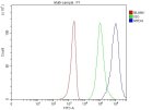 Metadherin Antibody Human Breast Cancer Cell FACS. Flow cytometry analysis of fixed and permeabilized human MCF-7 cells using Metadherin antibody demonstrated a clear rightward shift of the stained cell population (blue) relative to the isotype control (green), indicating specific intracellular detection of MTDH. Cells without primary and secondary antibodies served as the blank control (red), and cells were blocked with normal goat serum prior to staining. This Metadherin Antibody, also called an MTDH Antibody, is useful for investigating tumor progression, metastasis, oncogenic signaling, chemoresistance, and cancer biology.