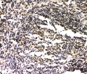 IHC-P: SIRT7 antibody staining of rat spleen tissue.