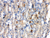 IHC testing of FFPE mouse kidney with Bradykinin antibody. HIER: Boil the paraffin sections in pH 6, 10mM citrate buffer for 20 minutes and allow to cool prior to staining.
