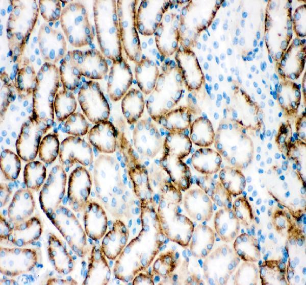 SLC22A2 Antibody Mouse Kidney IHC. Immunohistochemical staining of FFPE mouse kidney tissue with SLC22A2 antibody at 2 ug/ml. Heat-induced epitope retrieval (HIER) was performed by boiling tissue sections in pH 8 EDTA buffer prior to staining. SLC22A2 immunoreactivity is observed predominantly along the basolateral membranes and within the cytoplasm of renal tubular epithelial cells, consistent with the expected localization of this organic cation transporter responsible for renal uptake of endogenous cations, therapeutic drugs, and other xenobiotic compounds. Cell nuclei are counterstained with hematoxylin (blue).