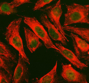 Immunofluorescence analysis of SAPK4 in human U2OS cells. SAPK4 antibody was used to detect SAPK4 (green) in human U2OS cells, with alpha tubulin antibody labeling the cytoskeleton (red). Cells were enzymatically treated for antigen retrieval, blocked with goat serum, and incubated with primary antibodies overnight. Secondary antibodies used were Fluoro488-conjugated anti-rabbit IgG and Cy3-conjugated anti-mouse IgG. SAPK4 signal is observed in the cytoplasmic compartment.