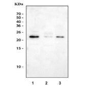 Gremlin 1 Antibody Multi-Species WB. Western blot testing of 1) human A549, 2) rat testis and 3) mouse testis tissue lysate with Gremlin 1 antibody. Expected molecular weight 21~23 kDa.