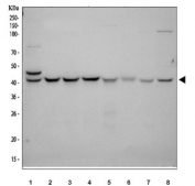 KIN Antibody Human, Rat and Mouse WB. Western blot analysis of human HeLa (lane 1), MCF-7 (lane 2), 293T (lane 3), and HepG2 (lane 4) whole cell lysates, rat RH35 (lane 5) and NRK (lane 6) whole cell lysates, and mouse HEPA1-6 (lane 7) and NIH/3T3 (lane 8) whole cell lysates using KIN Antibody / DNA Repair Protein Antibody at 0.5 ug/ml. A specific band is detected at approximately 45 kDa in all samples, consistent with the predicted molecular weight of KIN17. This KIN Antibody, also called DNA Repair Protein Antibody, is suitable for studies of DNA damage responses, DNA repair pathways, replication stress, and maintenance of genome stability.