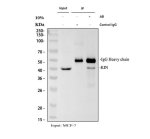 KIN Antibody Human MCF-7 Cell IP. Immunoprecipitation of KIN from human MCF-7 whole cell lysate using KIN Antibody / DNA Repair Protein Antibody. Input lysate (lane 1), a rabbit IgG negative control immunoprecipitation (lane 2), and immunoprecipitation with 2 ug of KIN Antibody (lane 3) were analyzed by Western blot using the same antibody at 0.5 ug/ml. A specific band is detected at approximately 45 kDa, consistent with the predicted molecular weight of KIN17, while the IgG heavy chain is observed at approximately 50 kDa in the immunoprecipitation lanes. This KIN Antibody, also called DNA Repair Protein Antibody, is suitable for immunoprecipitation studies of KIN17 protein complexes, DNA repair pathways, and genome stability.