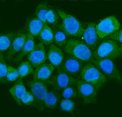 Immunofluorescent staining of FFPE human Caco-2 cells with STAU1 antibody (green) and DAPI nuclear stain (blue). HIER: steam section in pH6 citrate buffer for 20 min.