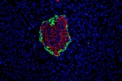 Immunofluorescent staining of rat pancreas with GLP-1 antibody (green) at 1ug/ml and DAPI nuclear stain (blue). HIER: Boil the paraffin sections in pH 6, 10mM citrate buffer for 20 minutes and allow to cool prior to staining.