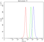 Flow cytometry analysis of fixed human SH-SY5Y cells with PIGR antibody at 1ug/million cells (blocked with goat sera); Red=cells alone, Green=isotype control, Blue= PIGR antibody.
