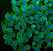 CYP1A1 Antibody Human Caco-2 IF. Immunofluorescent staining of FFPE human Caco-2 cells with CYP1A1 antibody (green) demonstrated predominantly cytoplasmic staining, consistent with the localization of CYP1A1 as a heme-containing cytochrome P450 monooxygenase involved in Phase I xenobiotic metabolism. CYP1A1 is induced through aryl hydrocarbon receptor (AHR) signaling and catalyzes the oxidative metabolism of environmental chemicals, drugs, and endogenous substrates. Nuclei were counterstained with DAPI (blue). HIER was performed by steaming sections in pH 6 citrate buffer for 20 minutes prior to staining. These results support the utility of CYP1A1 Antibody for studies of xenobiotic metabolism, AHR signaling, drug metabolism, and environmental toxicology.