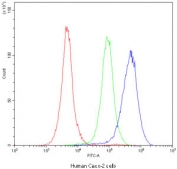 CYP1A1 Antibody Human Caco-2 Flow Cytometry. Flow cytometric analysis of human Caco-2 cells using CYP1A1 antibody demonstrated a clear rightward shift in fluorescence intensity (blue) compared with the isotype control (green) and unstained cells (red), indicating specific detection of CYP1A1 expression. CYP1A1 is a heme-containing cytochrome P450 monooxygenase that catalyzes Phase I xenobiotic metabolism and is induced through aryl hydrocarbon receptor (AHR) signaling in response to environmental toxicants. Caco-2 cells were incubated with CYP1A1 antibody at 1 ug/10^6 cells following goat serum blocking. These results support the utility of CYP1A1 Antibody for flow cytometric studies of xenobiotic metabolism, drug metabolism, AHR signaling, and environmental toxicology.