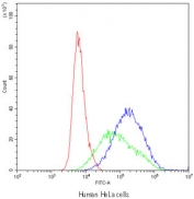 CYP1A1 Antibody Human HeLa Flow Cytometry. Flow cytometric analysis of human HeLa cells using CYP1A1 antibody demonstrated a clear rightward shift in fluorescence intensity (blue) compared with the isotype control (green) and unstained cells (red), indicating specific detection of CYP1A1 expression. CYP1A1 is a heme-containing cytochrome P450 monooxygenase that catalyzes Phase I xenobiotic metabolism and is induced through aryl hydrocarbon receptor (AHR) signaling following exposure to environmental toxicants. HeLa cells were incubated with CYP1A1 antibody at 1 ug/10^6 cells following goat serum blocking. These results support the utility of CYP1A1 Antibody for flow cytometric studies of xenobiotic metabolism, AHR signaling, drug metabolism, and environmental toxicology.