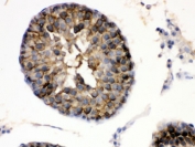 HSP90 alpha Antibody Rat Testis IHC. Immunohistochemistry staining of FFPE rat testis using HSP90 alpha Antibody / Heat Shock Protein 90 Alpha Antibody demonstrates strong cytoplasmic HRP-DAB brown staining within seminiferous tubule germ cell populations. The staining pattern is consistent with expression of HSP90 alpha (HSP90AA1), a highly conserved ATP-dependent molecular chaperone involved in protein folding, stabilization of client proteins, cellular stress responses, and maintenance of proteostasis. HSP90 alpha supports the maturation and function of numerous signaling proteins required for germ cell development, differentiation, and survival. HIER was performed by boiling paraffin sections in pH 6, 10 mM citrate buffer for 20 minutes followed by cooling prior to immunostaining.