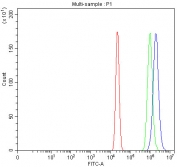 Ku70 Antibody A431 FACS. Flow cytometry analysis of fixed and permeabilized human A431 cells stained with Ku70 Antibody demonstrates a pronounced right-shifted fluorescence population relative to the isotype control, consistent with intracellular XRCC6 / Ku70 expression associated with DNA damage response and double-strand break repair pathways. This DNA end binding protein antibody supports characterization of non-homologous end joining-associated genomic maintenance signaling in epithelial-derived tumor cells. Red=cells alone, Green=isotype control, Blue=Ku70 antibody.