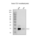 MIP1 Beta Antibody by WB with recombinant human CCL4. Western blot analysis of recombinant human CCL4 using MIP1 Beta Antibody. Lane 1 contains 10 ng recombinant protein, and lane 2 contains 5 ng. Immunoreactive bands are observed near 15 kDa, with stronger signal in the higher-loading lane. The observed migration is above the approximately 8 kDa molecular weight of mature CCL4 and may reflect characteristics of the recombinant protein preparation or electrophoretic migration. This CCL4 Polyclonal Antibody recognizes a chemokine involved in immune cell recruitment and inflammatory responses.