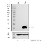 CCL5 Antibody by WB in untreated and stimulated THP-1 cells. Western blot analysis of human THP-1 whole-cell lysates using CCL5 Antibody at 0.5 ug/ml. Lane 1 contains untreated cells, while lane 2 contains cells stimulated with PMA, LPS, and brefeldin A. Each lane was loaded with 30 ug protein and separated on a 12% SDS-PAGE gel under reducing conditions. A prominent band appears at approximately 12 kDa following stimulation, compared with the predicted CCL5 molecular weight of 10 kDa. The lower panel shows a loading control near 36 kDa. This RANTES Polyclonal Antibody detects an inflammatory chemokine associated with immune cell activation.