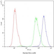 Flow cytometry testing of human HeLa cells with ARSA antibody at 1ug/10^6 cells (blocked with goat sera); Red=cells alone, Green=isotype control, Blue=ARSA antibody.