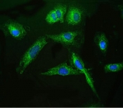 IF/ICC staining of FFPE human U-2 OS cells with ARSA antibody (green) at 2ug/ml and DAPI nuclear stain (blue). HIER: steam section in pH6 citrate buffer for 20 min.