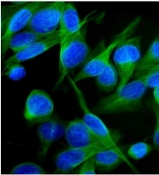 Kv1.2 Antibody Human U-2 OS Cell IF. Immunofluorescent staining of FFPE human U-2 OS cells with Kv1.2 antibody (green). Heat-induced epitope retrieval (HIER) was performed by steaming sections in pH 6 citrate buffer for 20 minutes prior to staining. Nuclei are counterstained with DAPI (blue). Kv1.2 immunoreactivity is observed predominantly along the plasma membrane and within the cytoplasm, consistent with the expected localization of this voltage-gated potassium channel involved in regulating neuronal membrane excitability and action potential repolarization.