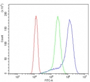 Kv1.2 Antibody A431 Cell FACS. Flow cytometry testing of human A431 cells with Kv1.2 antibody at 1ug/million cells (blocked with goat sera); Red=cells alone, Green=isotype control, Blue= Kv1.2 antibody.