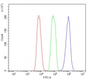 Kv1.2 Antibody Rat C6 Cell FACS. Flow cytometry testing of rat C6 cells with Kv1.2 antibody at 1ug/million cells (blocked with goat sera); Red=cells alone, Green=isotype control, Blue= Kv1.2 antibody.