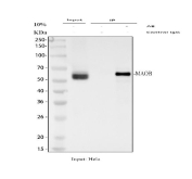 Immunoprecipitation of MAOB protein from 500ug of human HeLa whole cell lysate with 2ug of MAOB antibody.