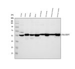 ERp57 Antibody Human, Mouse and Rat WB. Western blot analysis of ERp57 in human U251, A431, SiHa and RT4 cell lysates, rat brain and testis tissue lysates, and mouse brain and testis tissue lysates using ERp57 Antibody. Lane 1: U251; Lane 2: A431; Lane 3: SiHa; Lane 4: RT4; Lane 5: rat brain; Lane 6: rat testis; Lane 7: mouse brain; Lane 8: mouse testis. A specific band is detected at approximately 57 kDa, consistent with the expected molecular weight of ERp57/PDIA3. This ERp57 Antibody, also called a GRP58 Antibody, detects ERp57 across human, rat and mouse samples and supports studies of ER protein folding, disulfide bond formation and cellular proteostasis.