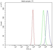 Flow cytometry testing of fixed and permeabilized human K562 cells with CDC25C antibody at 1ug/million cells (blocked with goat sera); Red=cells alone, Green=isotype control, Blue= CDC25C antibody.