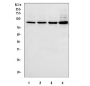 SERT Antibody Human Cell Line WB. Western blot analysis of human HepG2, Caco-2, A549, and SH-SY5Y cell lysates using SERT Antibody / Serotonin Reuptake Transporter Antibody demonstrates a strong immunoreactive band migrating within the 85-95 kDa range in all samples tested. The observed molecular weight is consistent with the glycosylated form of the Serotonin Transporter (SERT/SLC6A4), a membrane-associated protein responsible for serotonin reuptake and regulation of serotonergic neurotransmission. SERT is known to undergo extensive post-translational glycosylation, resulting in migration at a higher apparent molecular weight than the approximately 70 kDa unglycosylated core protein. The consistent detection of a prominent band across multiple human cell lines supports recognition of SERT and is consistent with the broad physiological importance of serotonin transport in cellular signaling and neurotransmitter regulation. Expected molecular weight: ~70 kDa (unglycosylated) and ~85-95 kDa (glycosylated).