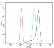 Flow cytometry testing of human A431 cells with GRK3 antibody at 1ug/million cells (blocked with goat sera); Red=cells alone, Green=isotype control, Blue= GRK3 antibody.