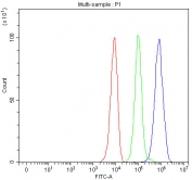 Flow cytometry testing of fixed and permeabilized rat PC-12 cells with STAT3 antibody at 1ug/million cells (blocked with goat sera); Red=cells alone, Green=isotype control, Blue= STAT3 antibody.