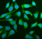 Immunofluorescence analysis of JNK2/MAPK9 expression in HeLa cells. Human HeLa cells were fixed and stained with anti-JNK2/MAPK9 antibody, followed by Fluoro488-conjugated goat anti-rabbit IgG secondary antibody (green). Nuclei were counterstained with DAPI (blue). JNK2/MAPK9 signal is observed predominantly in the cytoplasm with variable perinuclear distribution, consistent with stress-activated MAPK localization patterns.
