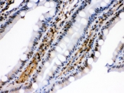 IHC testing of FFPE rat intestine with HSPA2 antibody. HIER: Boil the paraffin sections in pH 6, 10mM citrate buffer for 20 minutes and allow to cool prior to staining.