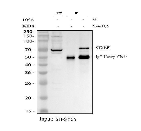 Munc18-1 Antibody SH-SY5Y IP-WB. Immunoprecipitation of Munc18-1/STXBP1 from human SH-SY5Y whole cell lysate using Munc18-1 antibody. Lane 1: SH-SY5Y whole cell lysate input (30 ug). Lane 2: Rabbit IgG immunoprecipitation negative control. Lane 3: Munc18-1 antibody immunoprecipitation performed using 2 ug antibody and 500 ug SH-SY5Y whole cell lysate. Following immunoprecipitation, samples were analyzed by Western blot using the same Munc18-1 antibody at 0.5 ug/ml. A specific band is detected at approximately 70 kDa in both the input and Munc18-1 immunoprecipitation lanes, consistent with the predicted molecular weight of approximately 67 kDa. The absence of the target band in the IgG control confirms specific enrichment of Munc18-1/STXBP1. The IgG heavy chain is visible at approximately 50 kDa in the immunoprecipitated samples.
