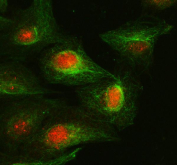 Immunofluorescent staining of FFPE human A549 cells with Cyclin A1 antibody (red) and Alpha Tubulin mAb (green). HIER: steam section in pH6 citrate buffer for 20 min.